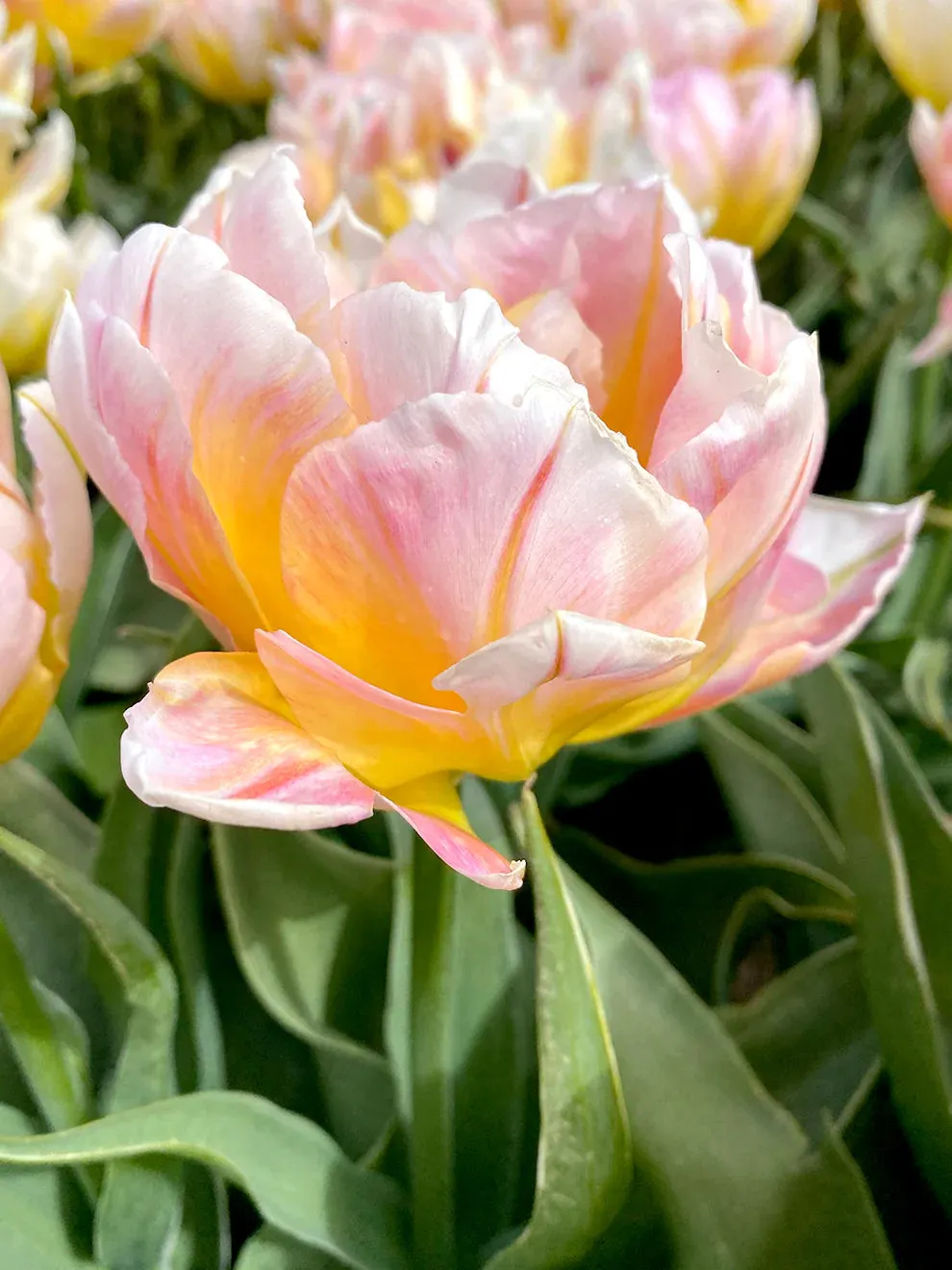 Cabanna Parrot Tulip Seeds
