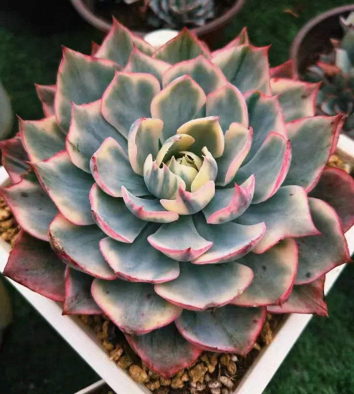 plant Aeonium Echeveria Haworthia  Caudex  Lithops Cactus  Agave 