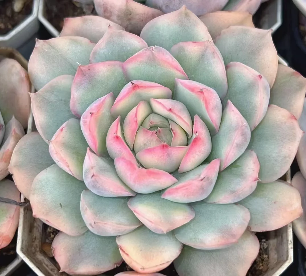 plant Aeonium Echeveria Haworthia  Caudex  Lithops Cactus  Agave 