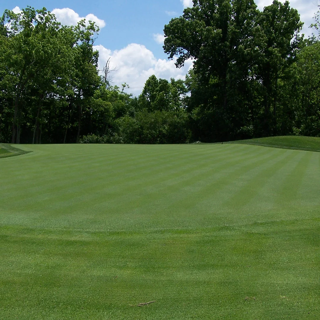 T-1 Creeping Bent Grass