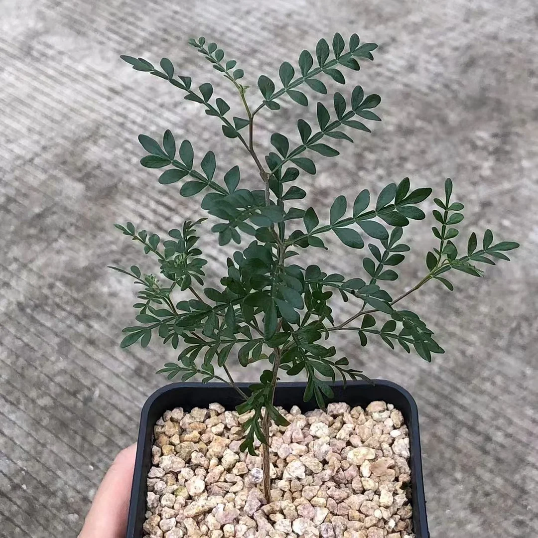 plant Aeonium Echeveria Haworthia  Caudex  Lithops Cactus  Agave 