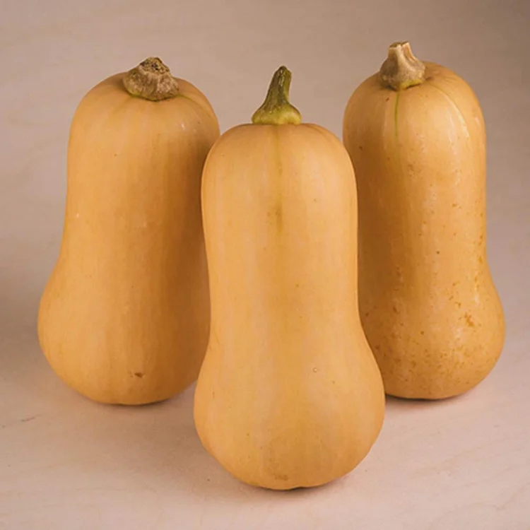 Squash Organic