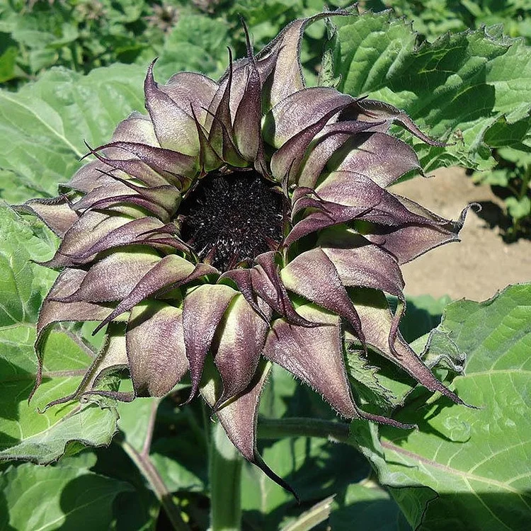 Unique Purple Sunflower Seeds 50 Per Pack