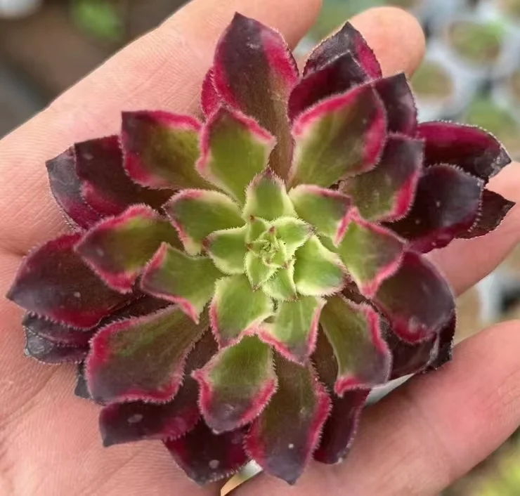 plant Aeonium Echeveria Haworthia  Caudex  Lithops Cactus  Agave 