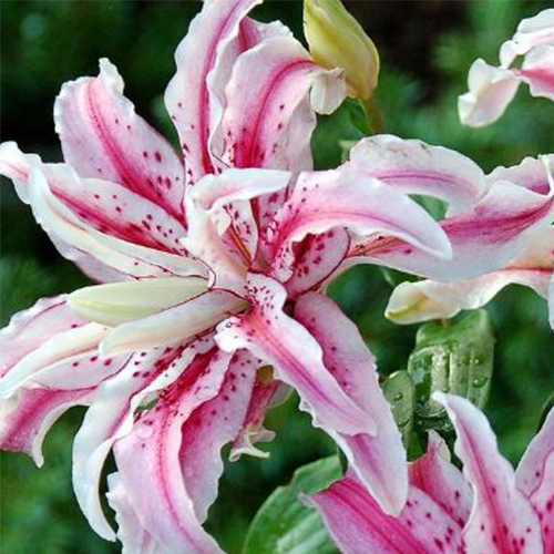 🌸DOUBLE ORIENTAL ROSE LILY - MAGIC STAR Jonyparkseed®