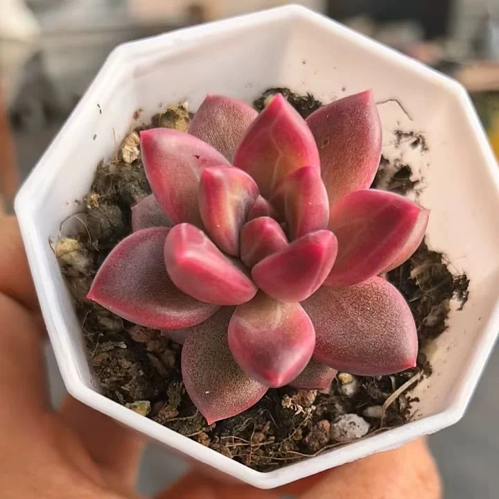 plant Aeonium Echeveria Haworthia  Caudex  Lithops Cactus  Agave 