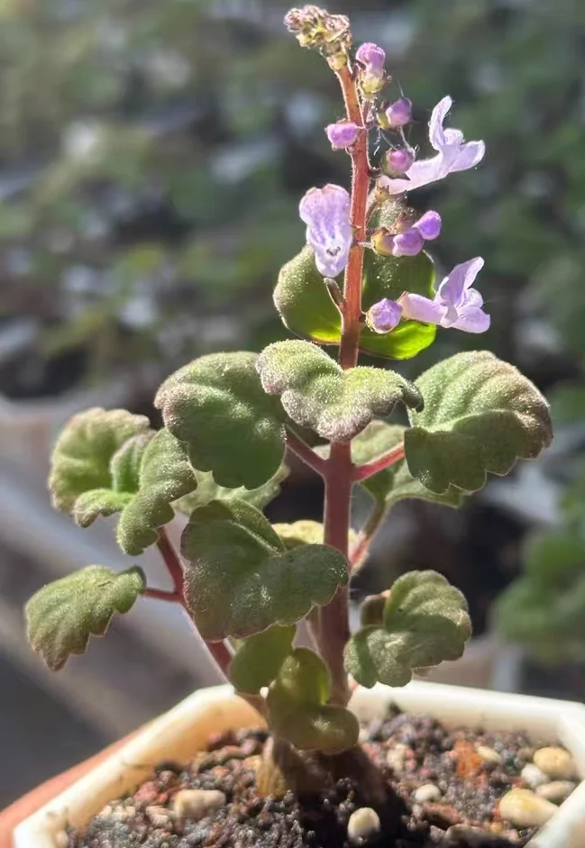 plant Aeonium Echeveria Haworthia  Caudex  Lithops Cactus  Agave 