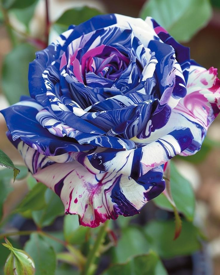 Ink Rose Seeds
