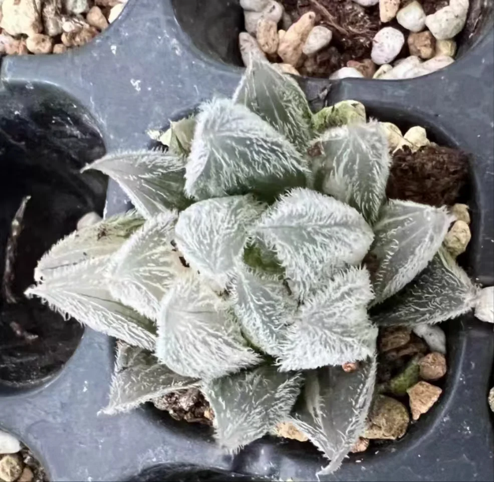 plant Aeonium Echeveria Haworthia  Caudex  Lithops Cactus  Agave 