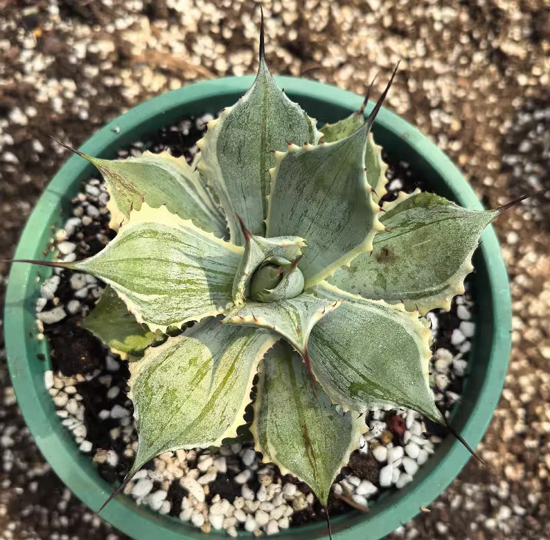plant Aeonium Echeveria Haworthia  Caudex  Lithops Cactus  Agave 
