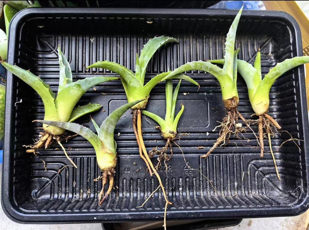 plant Aeonium Echeveria Haworthia  Caudex  Lithops Cactus  Agave 