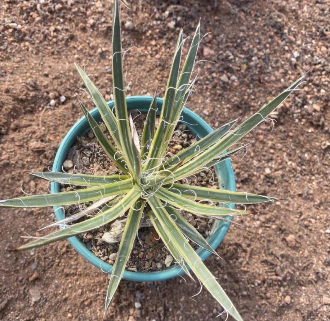 plant Aeonium Echeveria Haworthia  Caudex  Lithops Cactus  Agave 