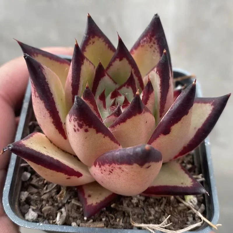 plant Aeonium Echeveria Haworthia  Caudex  Lithops Cactus  Agave 