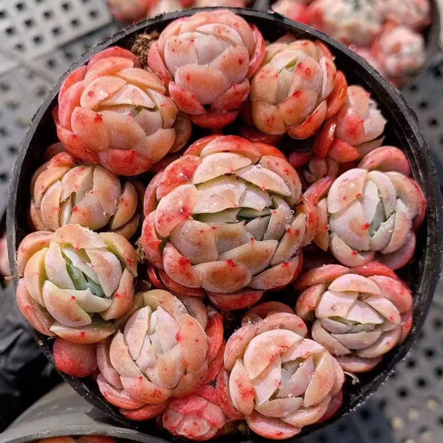 64.  Rouge Berry 7-9cm cluster / Echeveria /  Succulent plants / Garden landscape / Carefully select healthy plants