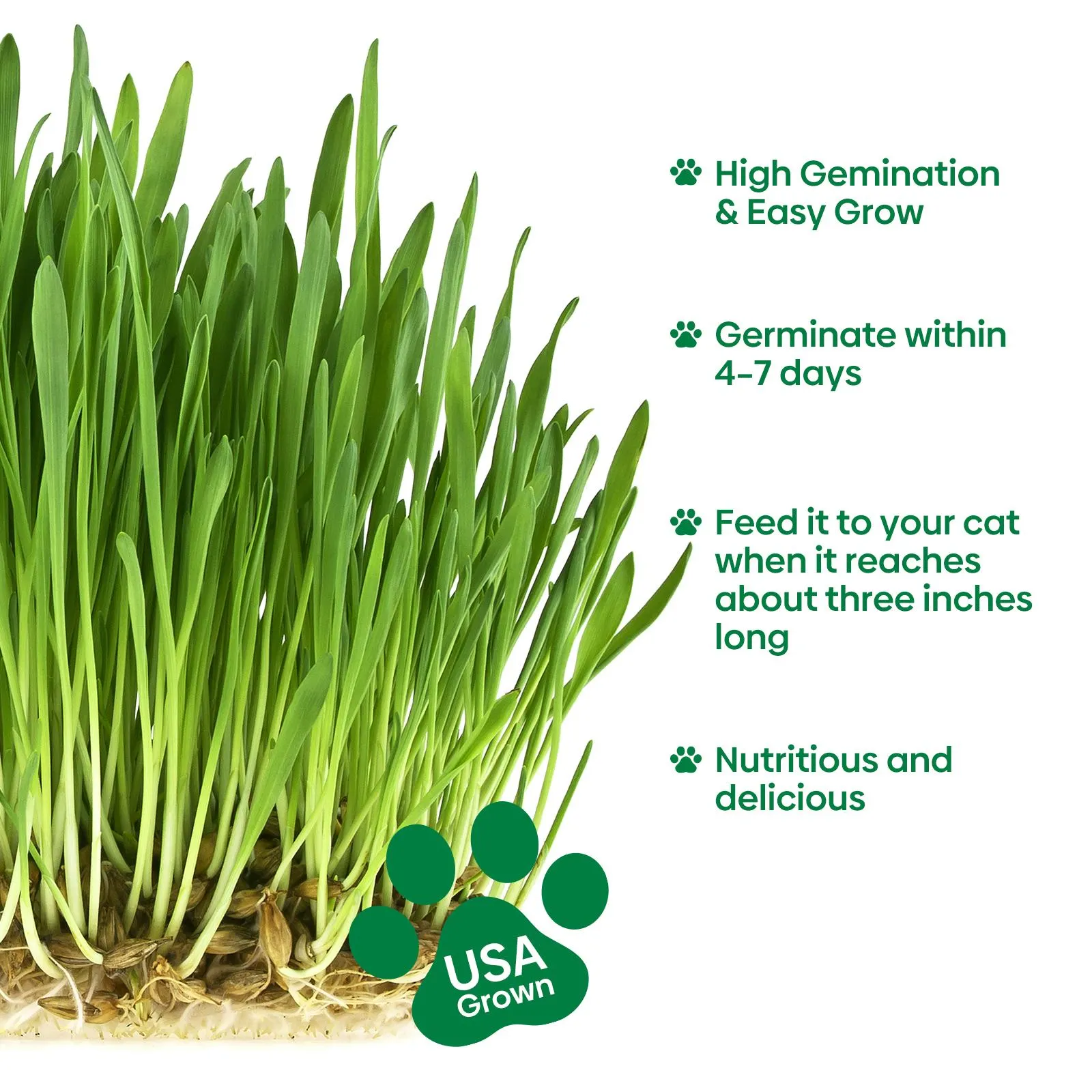 Grow Fresh Cat Grass Seeds at Home