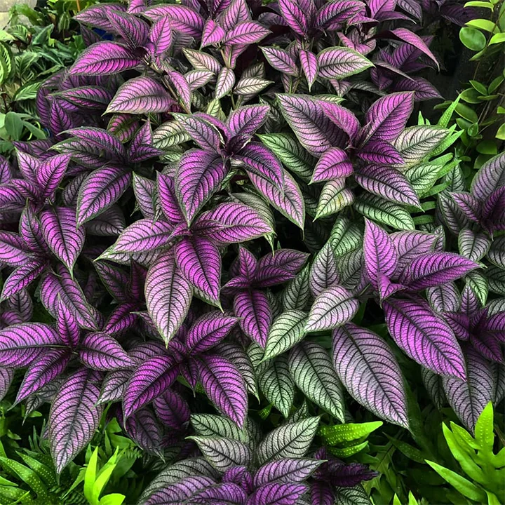 Persian Shield Hued Foliage Plant