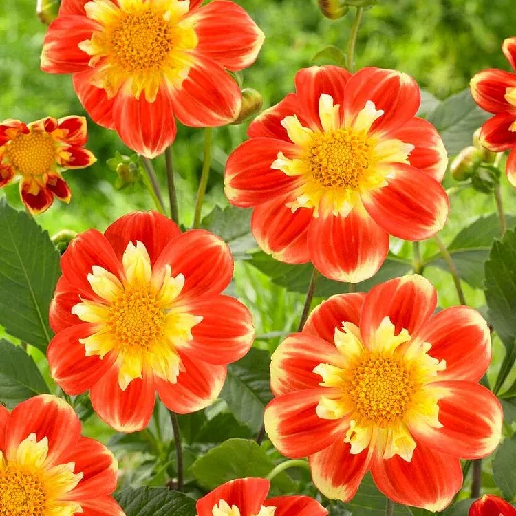 Dahlia Pooh Seeds