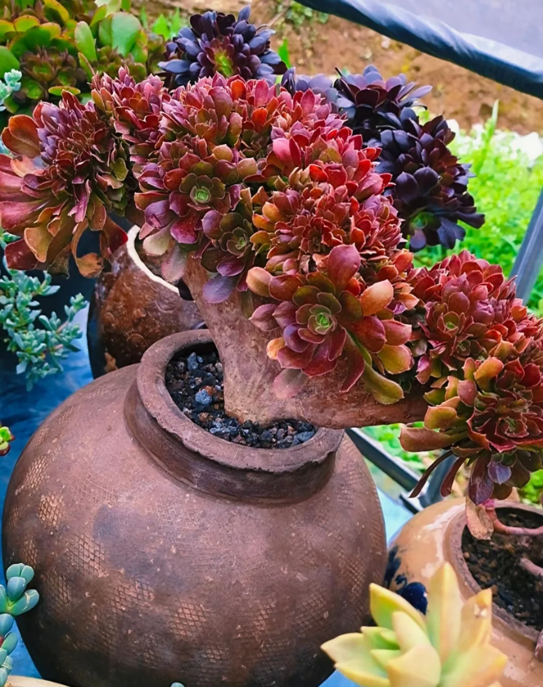 plant Aeonium Echeveria Haworthia  Caudex  Lithops Cactus  Agave 