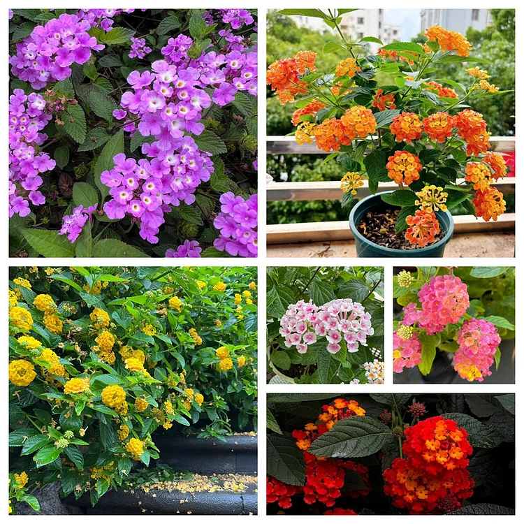 🌺Lantana Seeds - Blooming Beauty Garden Wonder✨