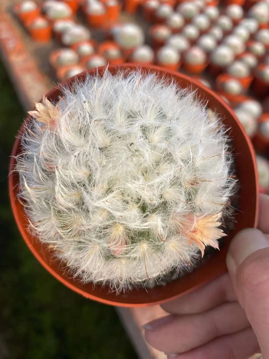 plant Aeonium Echeveria Haworthia  Caudex  Lithops Cactus  Agave 