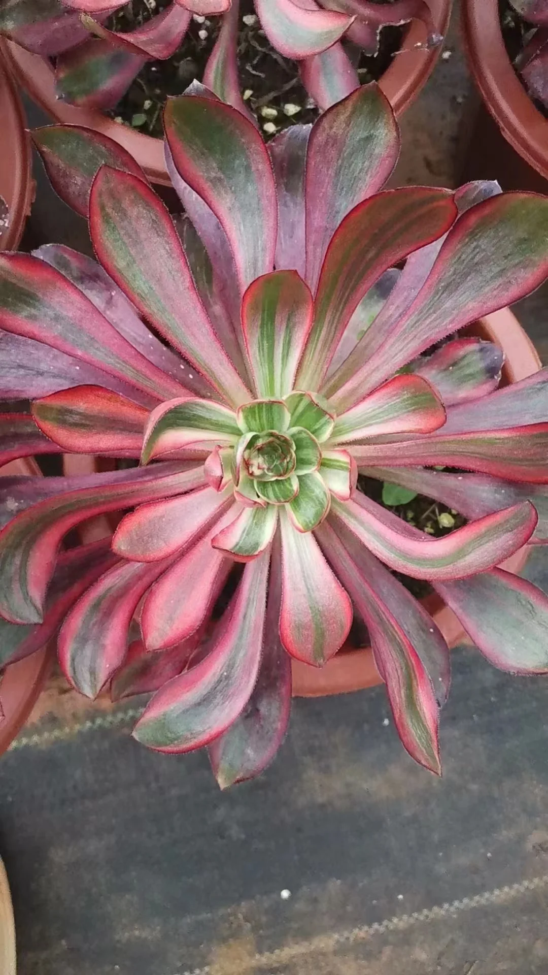 plant Aeonium Echeveria Haworthia  Caudex  Lithops Cactus  Agave 