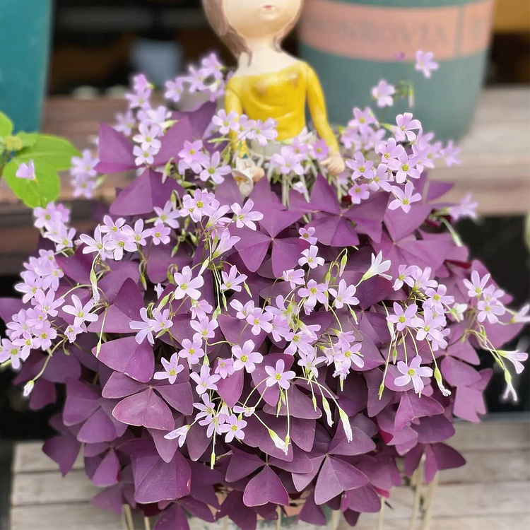 Oxalis Triangularis - Purple Shamrock 