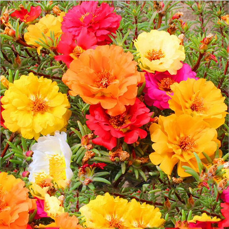 Drought Tolerant Moss Rose Yellow Portulaca Ground Cover Plant Seeds