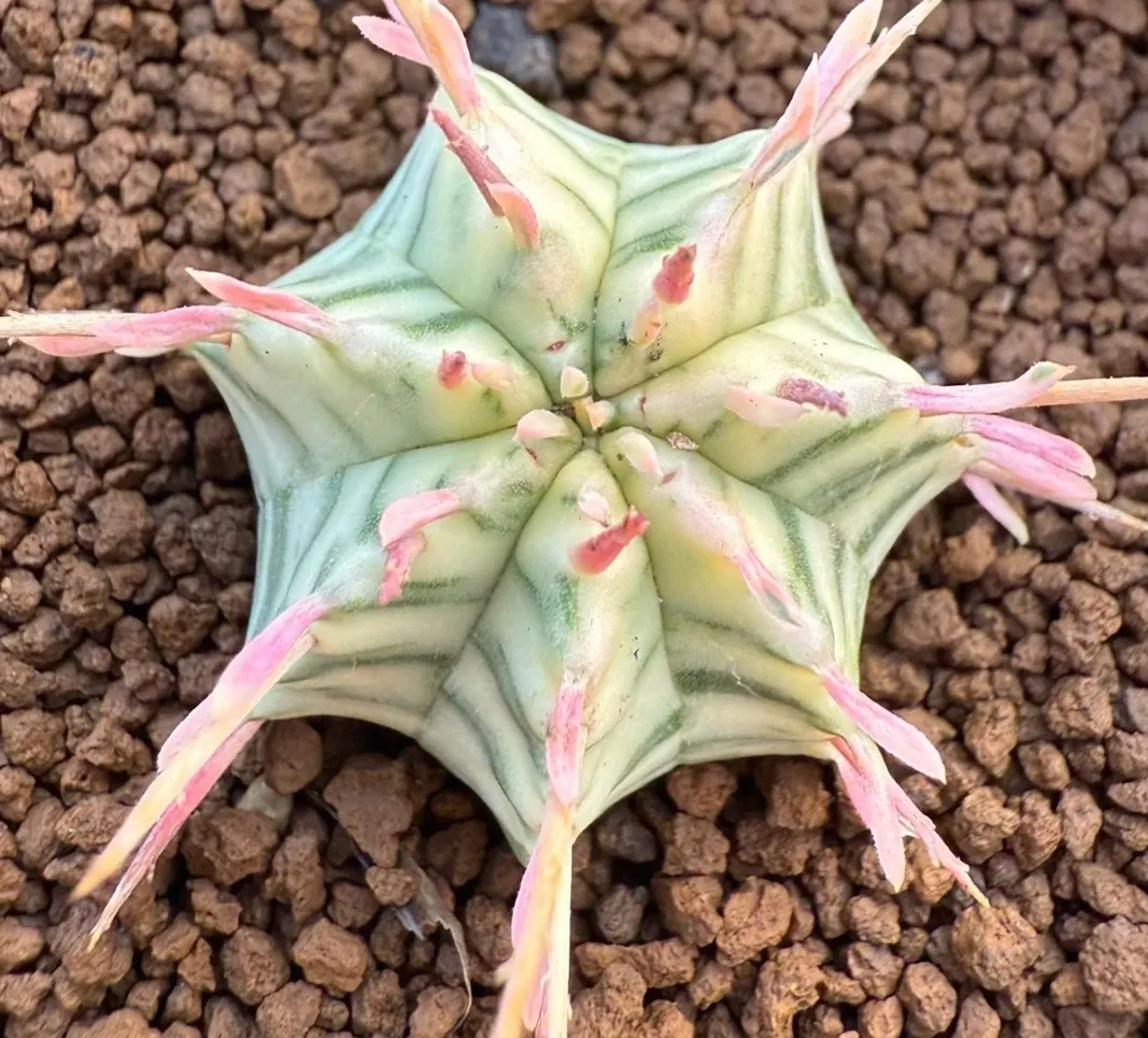plant Aeonium Echeveria Haworthia  Caudex  Lithops Cactus  Agave 