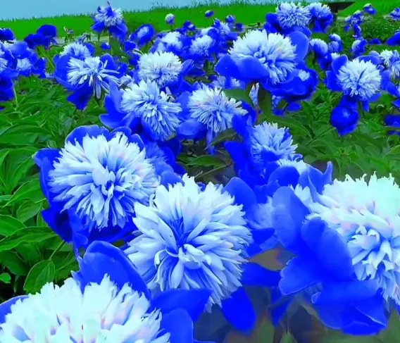 Colorful Peony Flower-Over 7 Colors