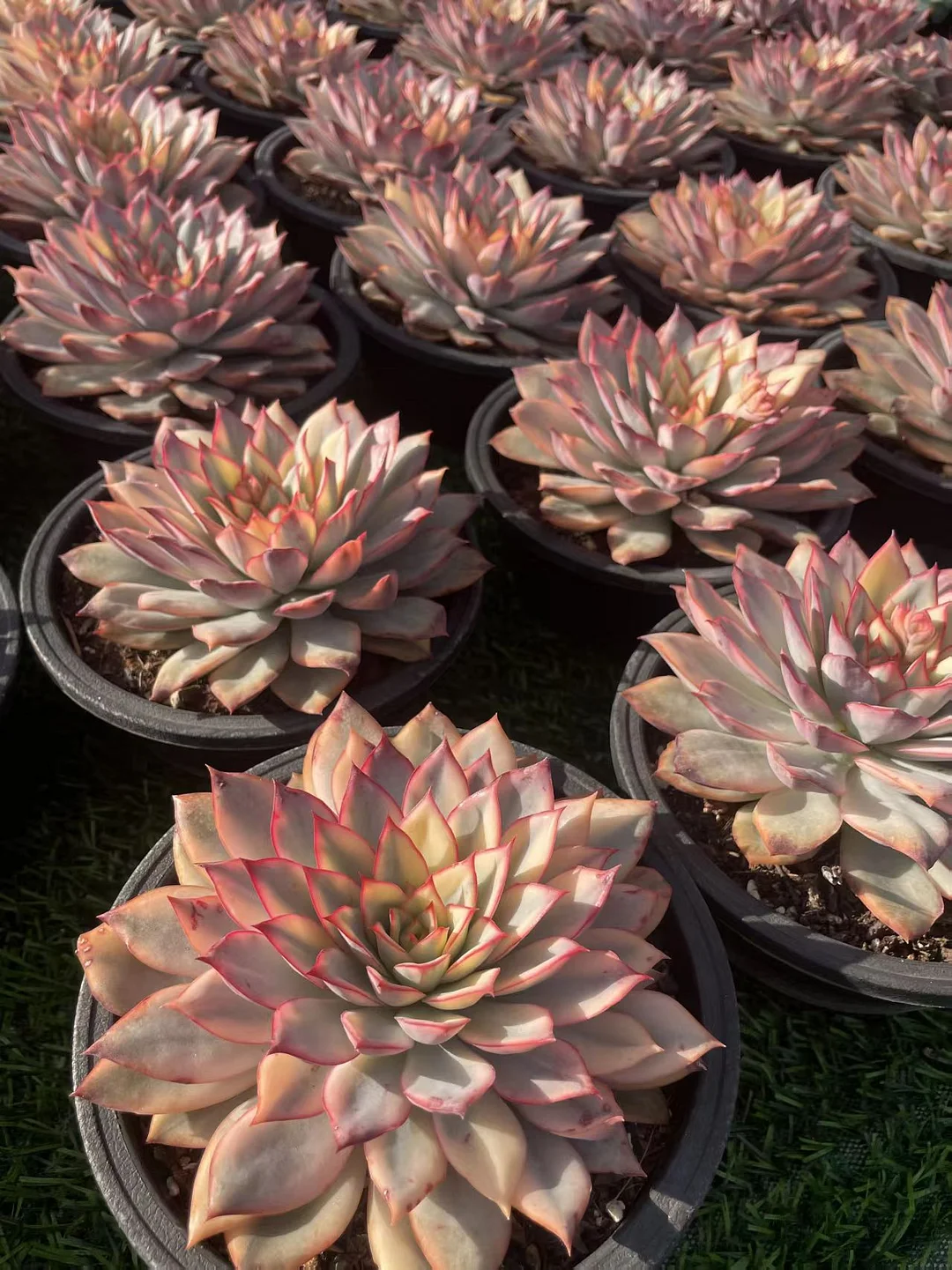 plant Aeonium Echeveria Haworthia  Caudex  Lithops Cactus  Agave 