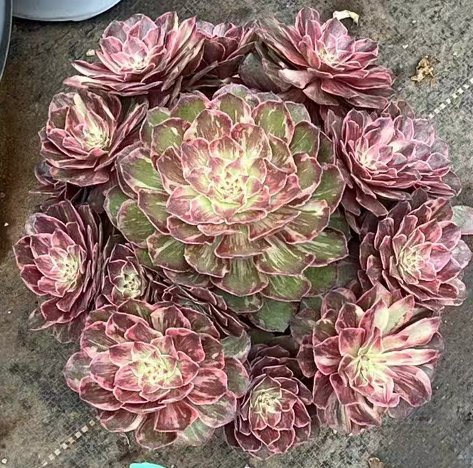 1102.Halloween var,Honey tea 12-15cm cluster/Aeonium cluster/Aeonium plants / Succulent plants / Garden landscape / Carefully select healthy plants