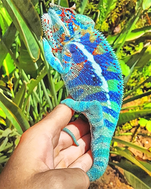 

Blue Chameleon – Paint By Numbers - 40*50CM, 501 Original