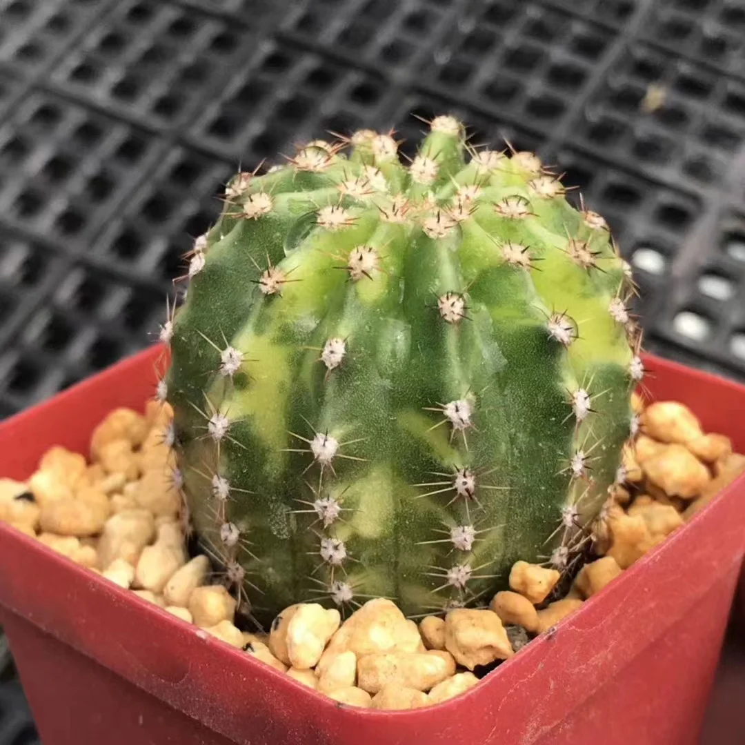 plant Aeonium Echeveria Haworthia  Caudex  Lithops Cactus  Agave 