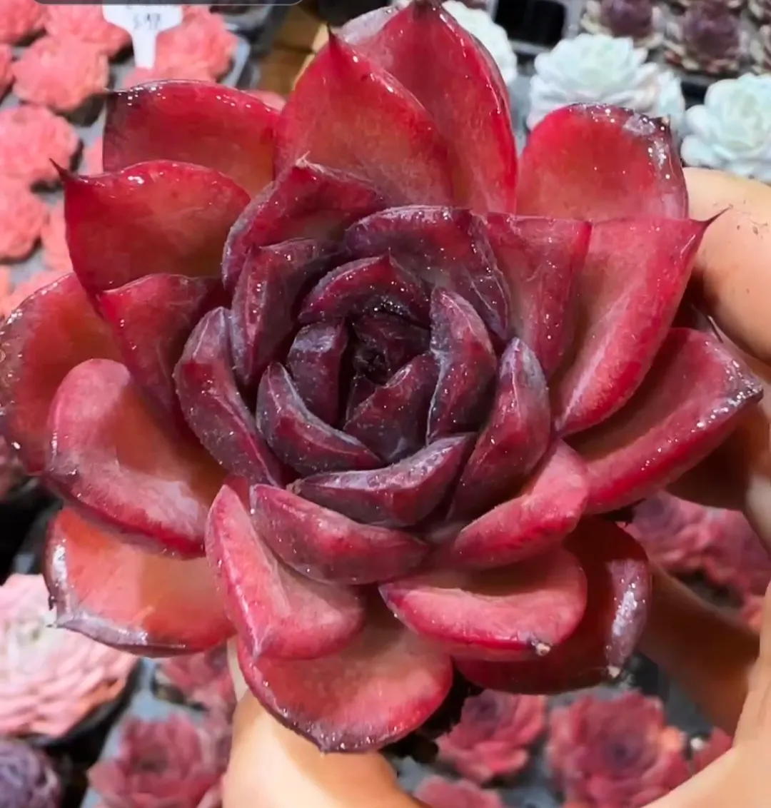 plant Aeonium Echeveria Haworthia  Caudex  Lithops Cactus  Agave 