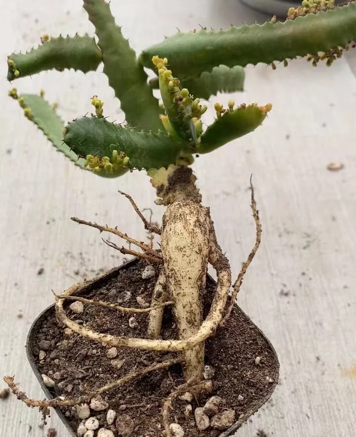 plant Aeonium Echeveria Haworthia  Caudex  Lithops Cactus  Agave 