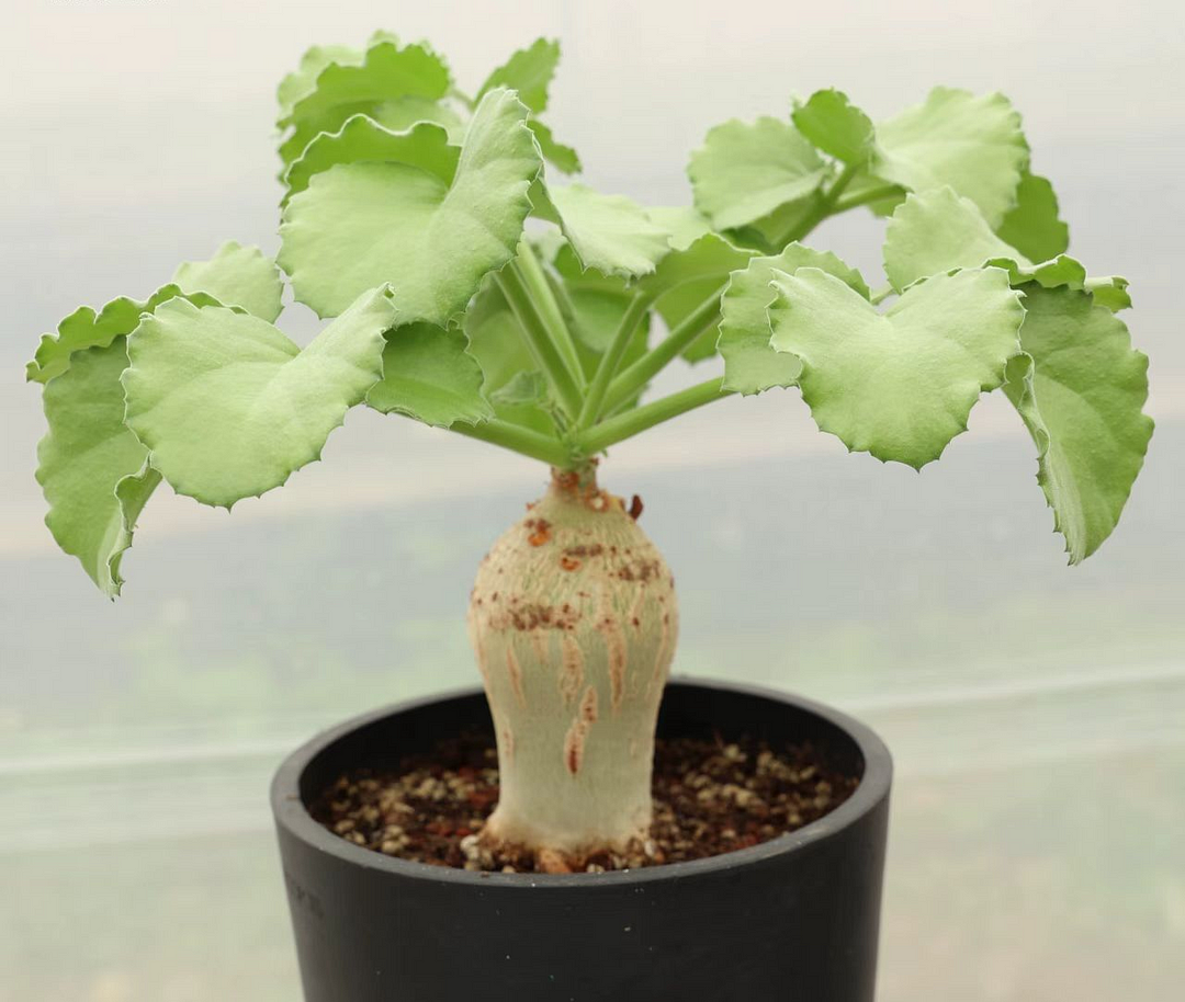 plant Aeonium Echeveria Haworthia  Caudex  Lithops Cactus  Agave 