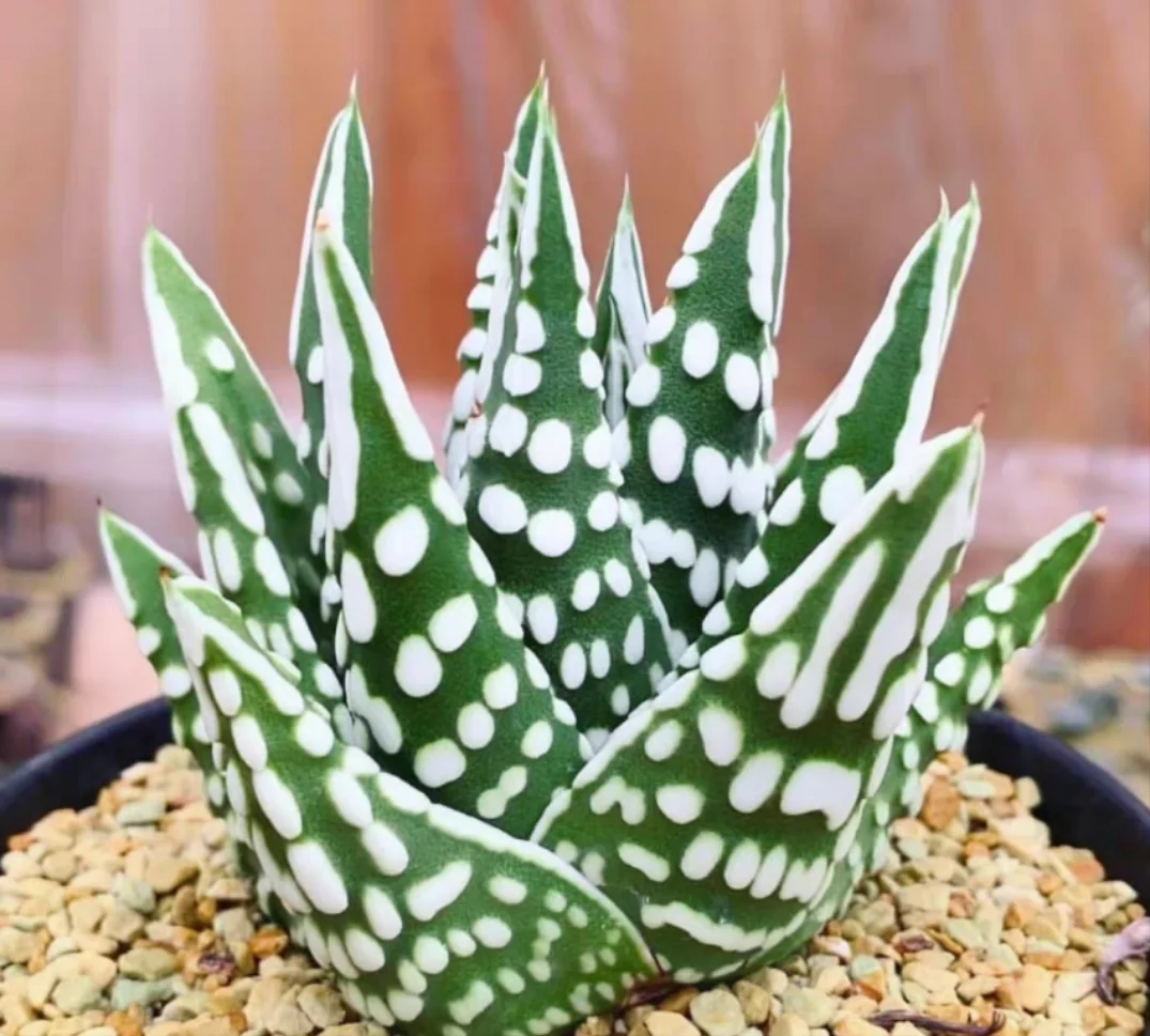 plant Aeonium Echeveria Haworthia  Caudex  Lithops Cactus  Agave 