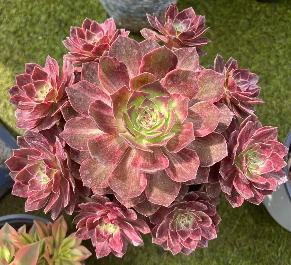 plant Aeonium Echeveria Haworthia  Caudex  Lithops Cactus  Agave 