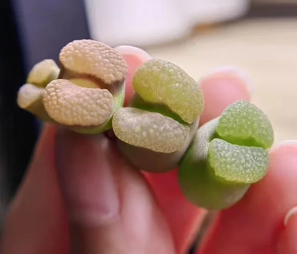 plant Aeonium Echeveria Haworthia  Caudex  Lithops Cactus  Agave 