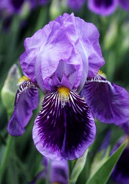 Purple Iris Seeds