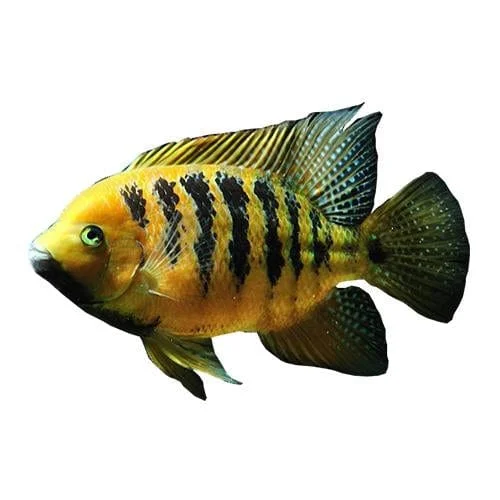 Bocourti Cichlid - Chiseltooth Cichlid