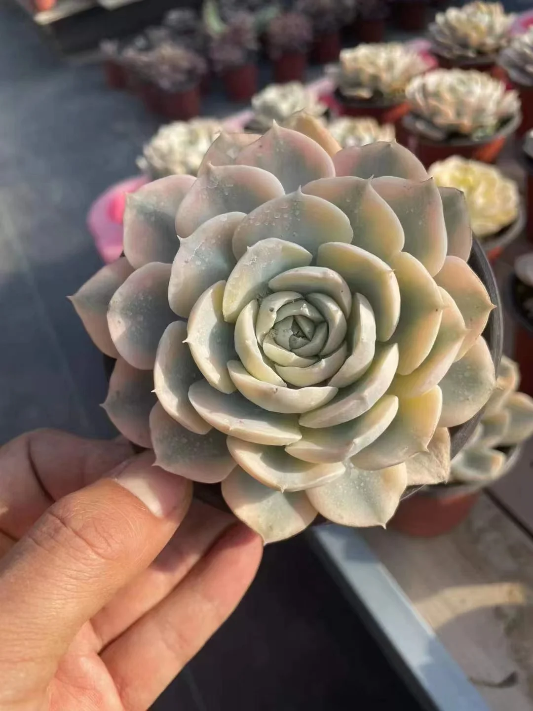 plant Aeonium Echeveria Haworthia  Caudex  Lithops Cactus  Agave 