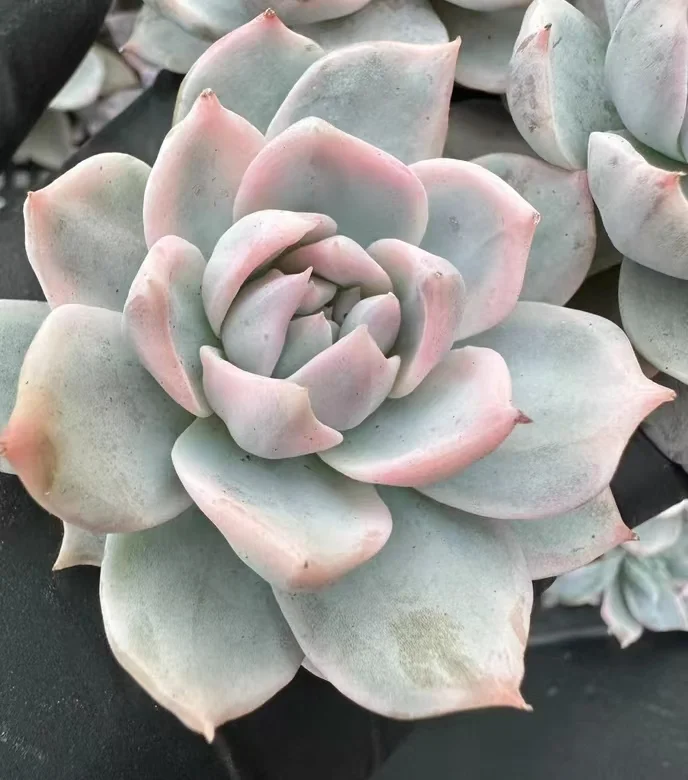 plant Aeonium Echeveria Haworthia  Caudex  Lithops Cactus  Agave 