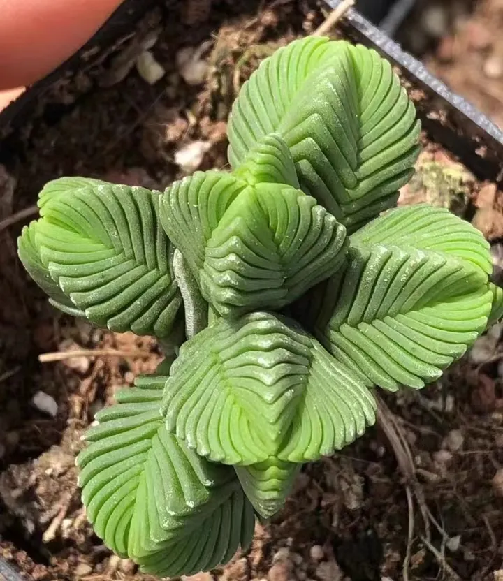 plant Aeonium Echeveria Haworthia  Caudex  Lithops Cactus  Agave 