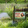 Chicken - Metal Tin Signs(8*12Inch/12*16Inch) - Animal
