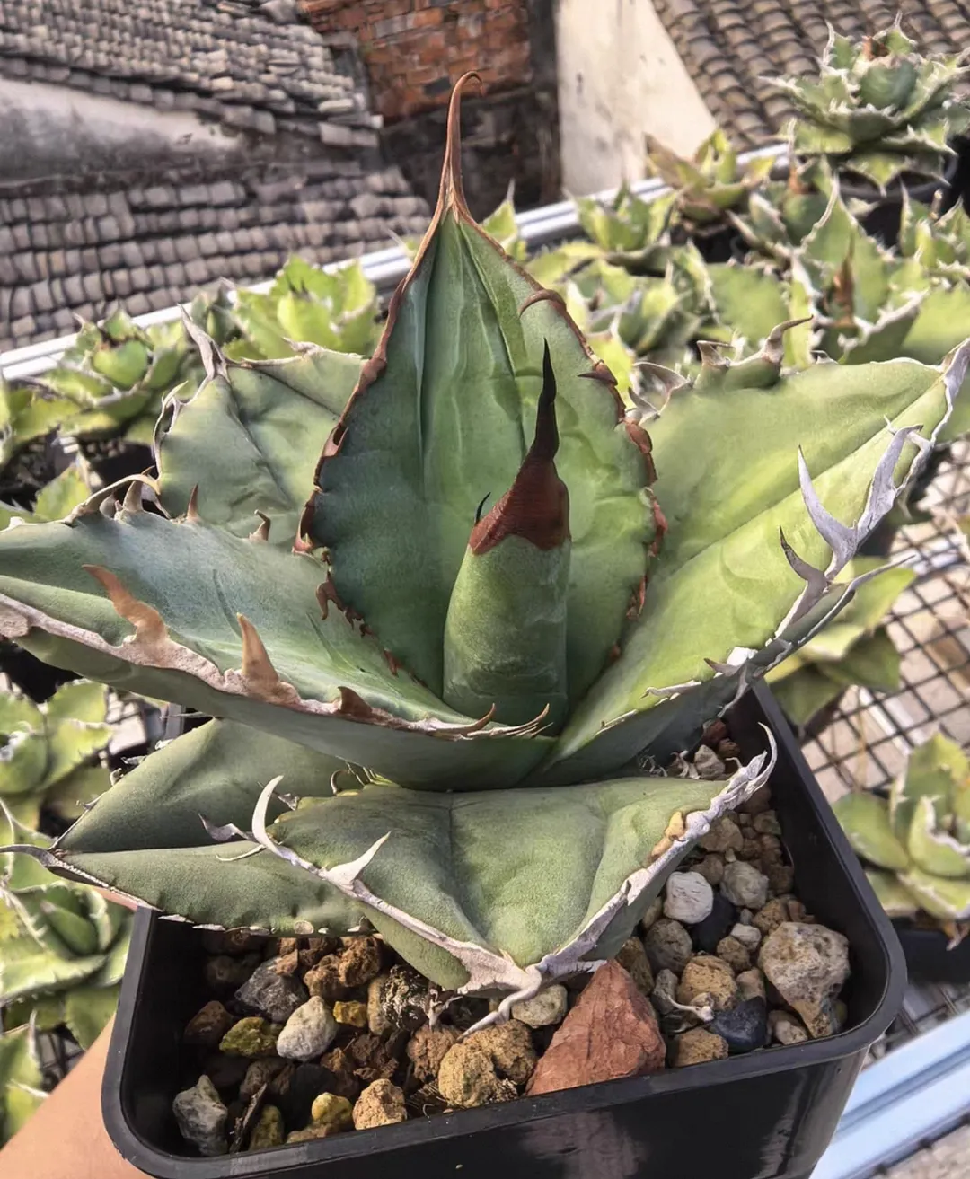 plant Aeonium Echeveria Haworthia  Caudex  Lithops Cactus  Agave 