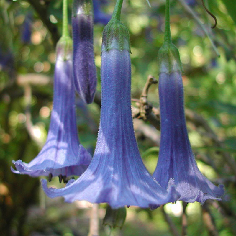 50Pcs Datura Brugmansia Seeds Potted Bonsai Trumpets Angel Flower Seeds Jonyparkseed®