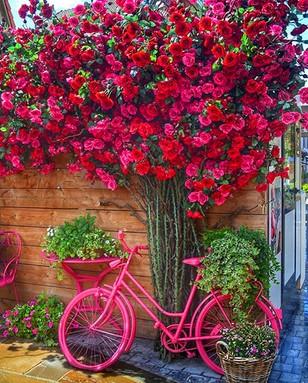 

Red Flowers On The Wall – Paint By Numbers - 40*50CM, 501 Original