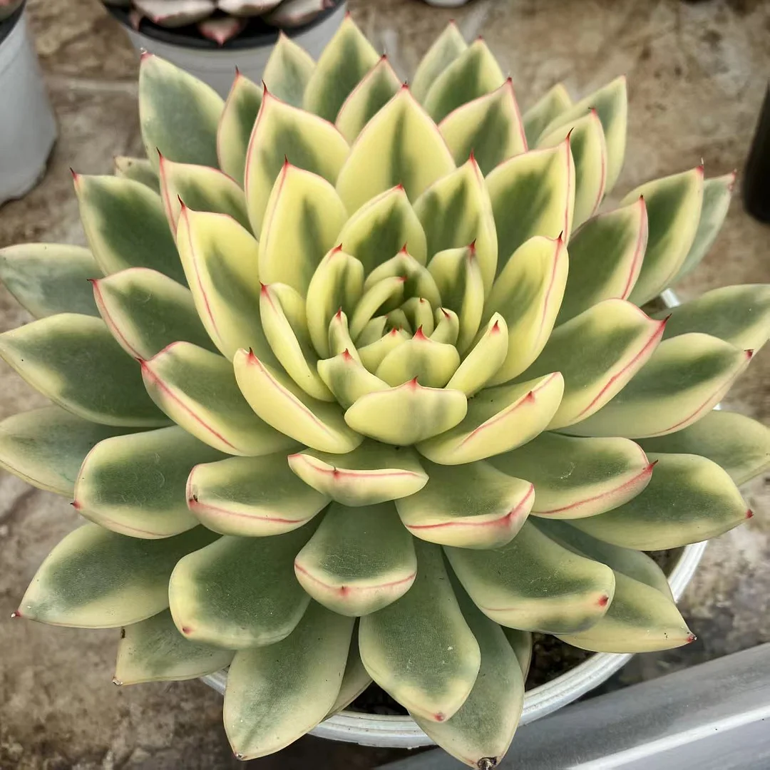 plant Aeonium Echeveria Haworthia  Caudex  Lithops Cactus  Agave 