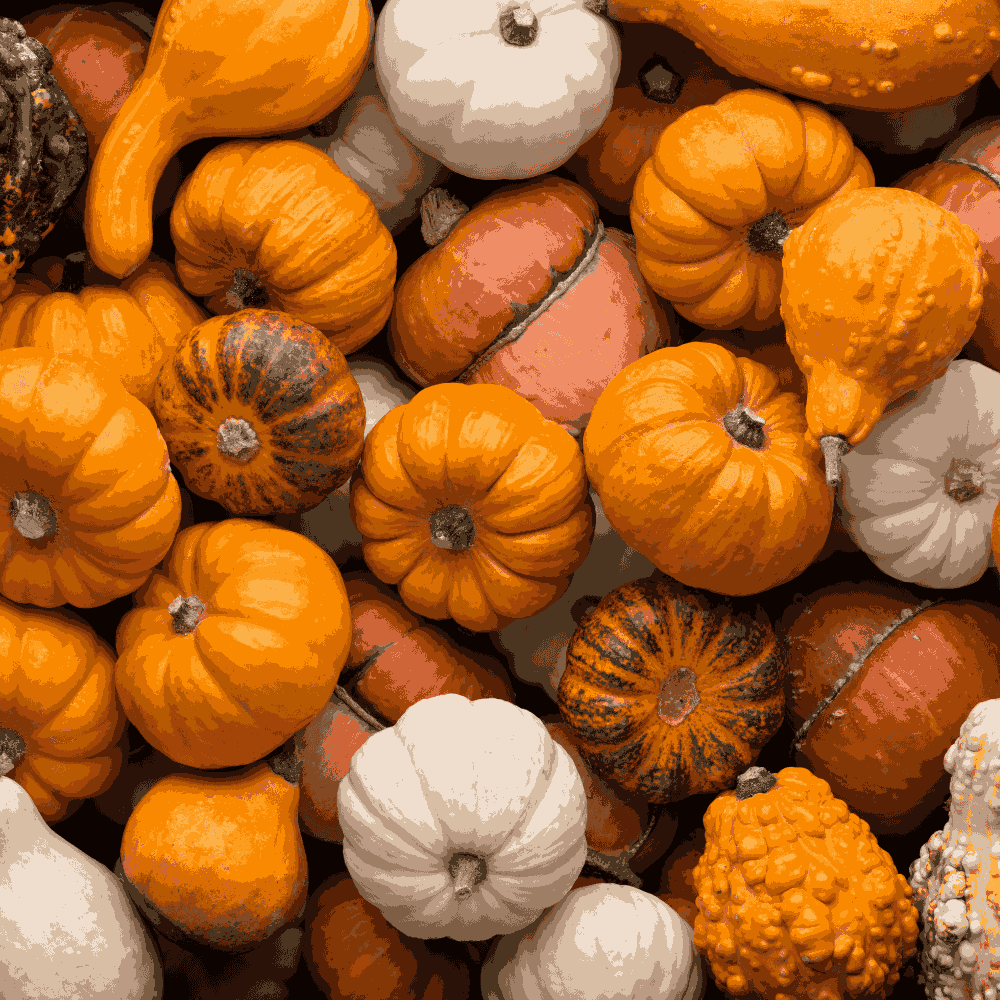 Ornamental Miniature Pumpkins &ndash; Mixed Seeds | Colorful, Decorative & Fun to Grow